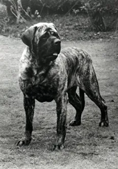 Mastiff - Forefoot Prince of Darkness Mastiff - Forefoot Prince of Darkness