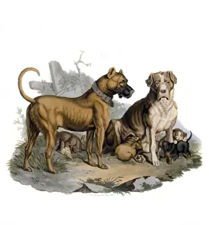 Large Breed Dogs Prints: Mastiffs & Puppies