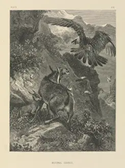 Historical Bird Prints Online Prints: Maternal Courage