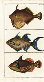 Matted filefish, queen triggerfish and white Matted filefish, queen triggerfish and white