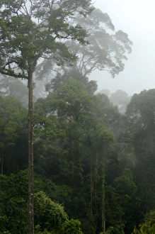 Mature rainforest in the mist at dawn, river Danum Mature rainforest in the mist at dawn, river Danum