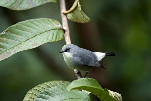 Mauritius Grey White-eye Mascarene White-eye Grey White-eye Mauritius Grey White-eye Mascarene White-eye Grey White-eye