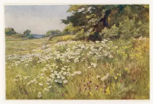 Meadow Print with Wild Daisies