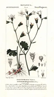 Meadow saxifrage, Saxifraga granulata Meadow saxifrage, Saxifraga granulata