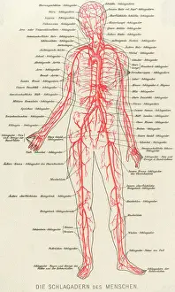 Human Body Prints: Late 19th Century Medical Print: Blood Circulation