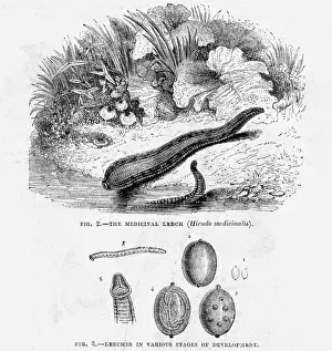 Medicinal Leeches Prints: Medicinal leech