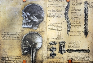 Medicine. Study of anatomy by Leonardo Da Vinci. 15th centur Medicine. Study of anatomy by Leonardo Da Vinci. 15th centur