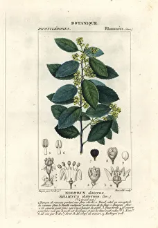 Mediterranean buckthorn, Rhamnus alaternus Mediterranean buckthorn, Rhamnus alaternus