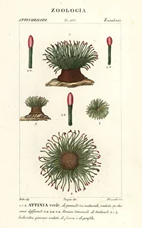Mediterranean snakelocks sea anemone, Anemonia sulcata Mediterranean snakelocks sea anemone, Anemonia sulcata