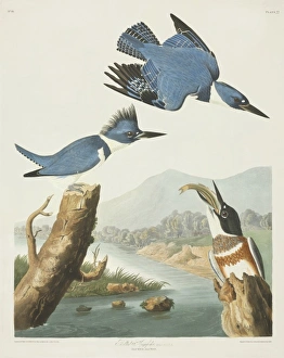 Megaceryle alcyon, belted kingfisher Megaceryle alcyon, belted kingfisher