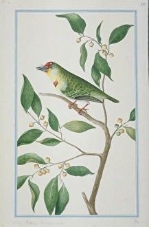 Megalaima rubricapillus, crimson-fronted barbet Megalaima rubricapillus, crimson-fronted barbet