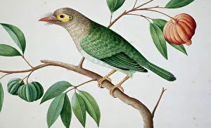 Megalaima zeylanica, brown-headed barbet Megalaima zeylanica, brown-headed barbet