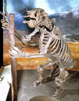 Sloth Prints: Megatherium, Giant Ground Sloth Skeleton Print