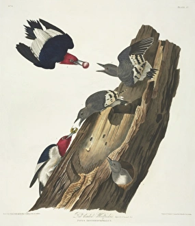 Melanerpes erythrocephalus, red-headed woodpecker Melanerpes erythrocephalus, red-headed woodpecker