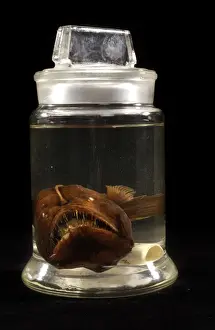 Prints of Specimen jar containing a humpback devilfish (Melanocetus johnsonii), held in the Darwin Centre at the Natural History Museum, London Anglerfish Prints: Humpback Blackdevil Specimen Print, Natural History Museum