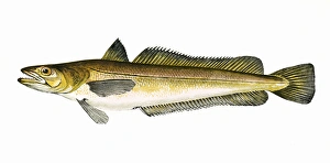 Melanogrammus aeglefinus, or Haddock Melanogrammus aeglefinus, or Haddock