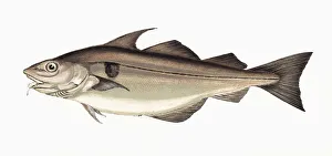 Melanogrammus aeglefinus, or Haddock Melanogrammus aeglefinus, or Haddock