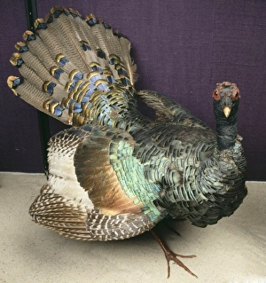 Meleagris ocellata, ocellated turkey Meleagris ocellata, ocellated turkey
