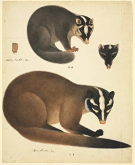 Melogale moschatta, Chinese ferret badger Melogale moschatta, Chinese ferret badger