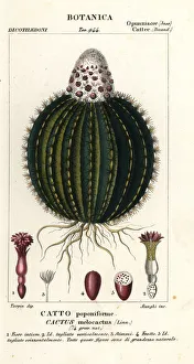 Melon cactus, Melocactus caroli-linnaei Melon cactus, Melocactus caroli-linnaei