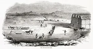 Forty men and twelve horses would cut and stow away 400 tons a day Forty men and twelve horses would cut and stow away 400 tons a day