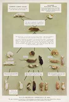 Prints of Diagram using real mice to show Mendels inheritance in mice theory Gregor Mendel Prints: Mendel's Mouse Inheritance Print