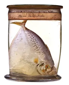 Natural History Museum London Collection Prints: Mene maculata, moonfish