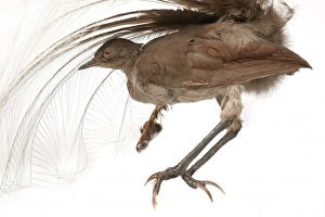 Menura novaehollandiae, superb lyrebird Menura novaehollandiae, superb lyrebird