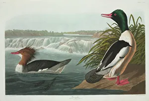 Mergus merganser, goosander Mergus merganser, goosander