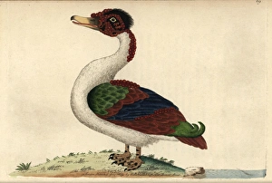 Merian duck, Anas merianae A hybrid between Merian duck, Anas merianae A hybrid between