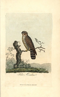 Merlin, Falco aesalon, Falco columbarius Merlin, Falco aesalon, Falco columbarius