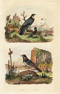 Merlin, Falco columbarius, and Moltoni's warbler Merlin, Falco columbarius, and Moltoni's warbler