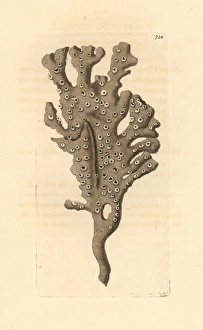 Mermaids glove or finger sponge, Haliclona oculata Mermaids glove or finger sponge, Haliclona oculata