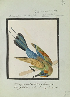 Merops ornatus, Latham collection Vol. 3, f368 Merops ornatus, Latham collection Vol. 3, f368