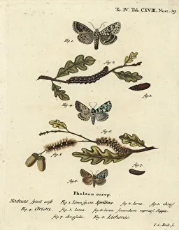 Merveille du jour, scarce merveille du jour Merveille du jour, scarce merveille du jour