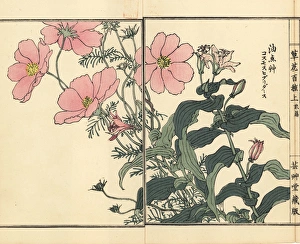 Mexican aster, Cosmos bipinnatus, and toad Mexican aster, Cosmos bipinnatus, and toad