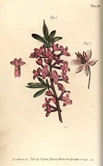 Mezereon, Daphne mezereum, and flowering rush Mezereon, Daphne mezereum, and flowering rush