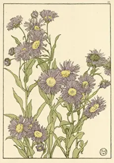 Michaelmas Daisy Decorative Print, Autumn Flowers, 1899
