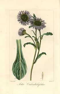 Mordant De Launay Prints: Michaelmas daisy, Aster calendulaefolius, native to Europe