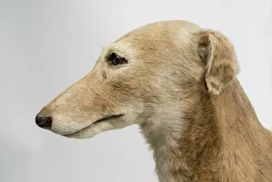 Dog Racing Prints: Mick the Miller, Greyhound Print - Tring Museum Specimen