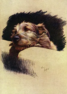 Mickie, the Irish Wolfhound, in a chair Mickie, the Irish Wolfhound, in a chair