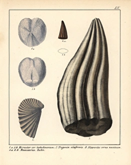 Micraster cor-testudinarium, Trigonia alaeformis Micraster cor-testudinarium, Trigonia alaeformis