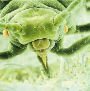 Micro Photography Prints: Black Bean Aphid Print (Scanning Electron Microscopy)