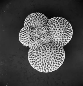 Micro Photography Prints: Foraminifer SEM Image Print - Micro Photography