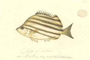 Microcanthus strigatus, convict fish Microcanthus strigatus, convict fish
