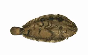 Natural History Marine Life Prints: Microchirus variegatus, or Thickback Sole