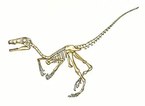 Cretaceous Period Animals Prints: Microraptor skeleton