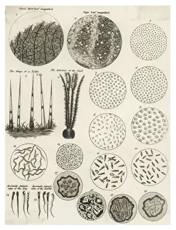 Science History Images Prints: Microscopic Objects