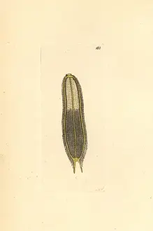 The Naturalists Miscellany Book Prints: Microscopic scolopendra, Scolopendra microscopia
