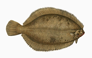 Microstomus kitt, or Lemon Sole Microstomus kitt, or Lemon Sole